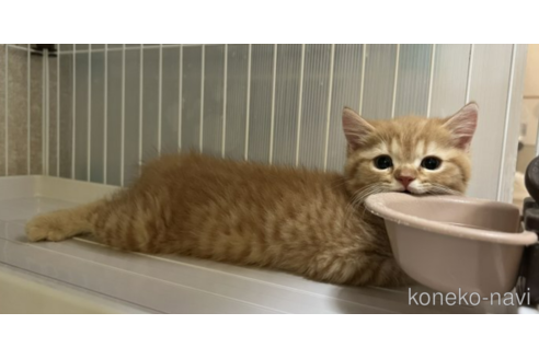 成約済の千葉県のミヌエット-54628の2枚目